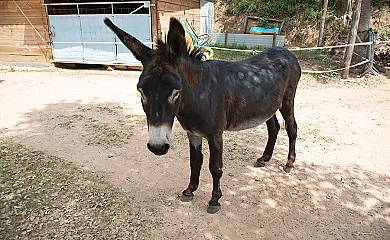 Mas Romeu Turisme Rural en Arbucies (Girona) - Foto 24