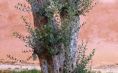 Casa de Barro en Matarrubia (Guadalajara) - Foto 14