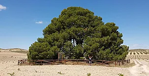 Cortijo de los Castellanos 0019