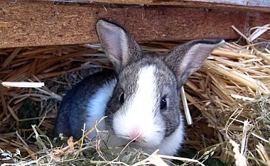 Las Casucas de Villegar en Corvera (Cantabria) - Foto 10