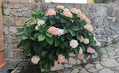 Casa Rural Terranova en Fleix (Alicante) - Foto 9