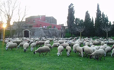 Mas Masaller en Cruilles. Monells i Sant Sadurní de l´Heura (Girona) - Foto 9