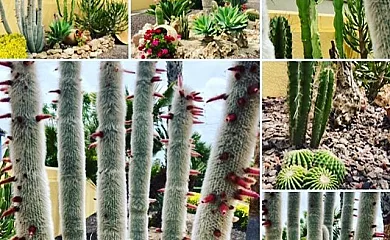 Villa Bo en Deltebre (Tarragona) - Foto 19