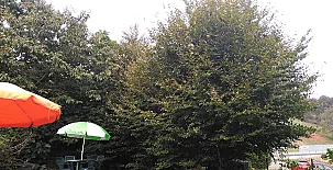 Las Carolinas en Anaz cerca de Cabárceno 003