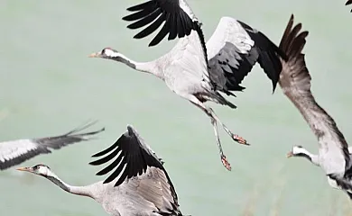 Las Vicarías en Monteagudo de las Vicarias (Soria) - Foto 5