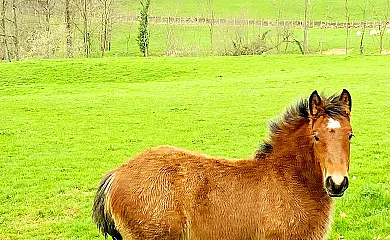 Casa Rural Latadia en Arizkun (Navarra) - Foto 20