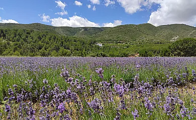 Eco Maset en Aielo de Malferit (Valencia) - Foto 16