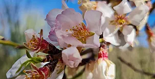 Cortijo Balzain Casas Rurales 0017