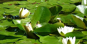 Casona El Jardín de Carrejo 0011