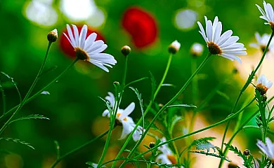 Mas de Serra en Vilallonga Del Camp (Tarragona) - Foto 14