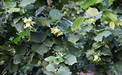 Mas de Serra en Vilallonga Del Camp (Tarragona) - Foto 24