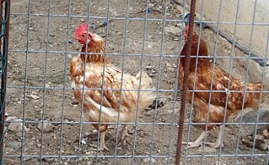 Casa Etxarrienea I y II en Salinas de Oro (Navarra) - Foto 22