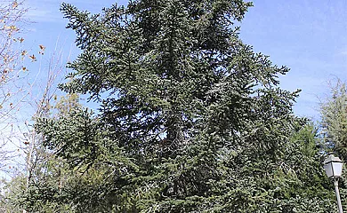 La Finca de Curro en Torre Val de San Pedro (Segovia) - Foto 18