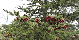 La Finca de Curro 0019