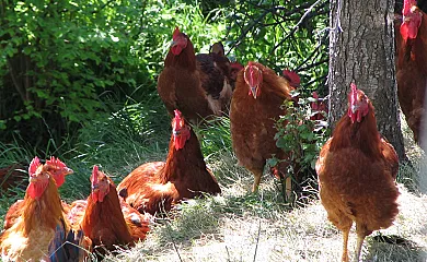 Enbutegi Casa Rural en Urnieta (Guipuzcoa) - Foto 11