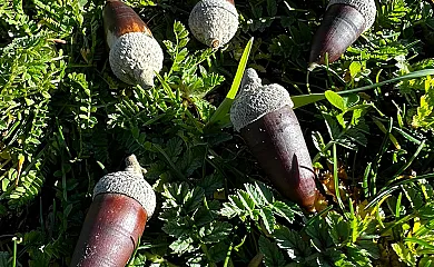 Casa Rural Obejuelo en Torrecampo (Córdoba) - Foto 5