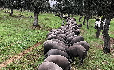 Casa Rural Obejuelo en Torrecampo (Córdoba) - Foto 6