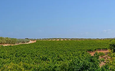 Finca Buytron en Montilla (Córdoba) - Foto 24