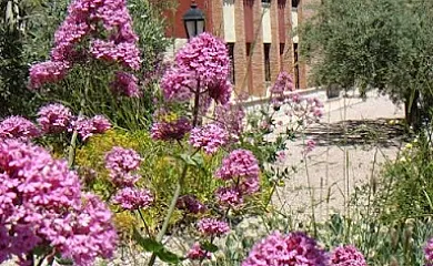 La Escuela en Caravaca de la Cruz (Murcia) - Foto 10