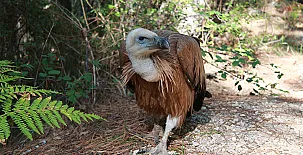 Casa Rural la Laguna I y II 0055