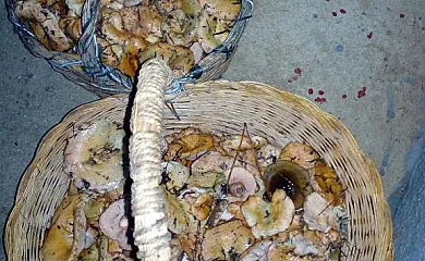 Complejo Rural Calar de la Sima en Arguellite (Albacete) - Foto 21