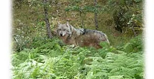 El Atardecer de Sanabria 004