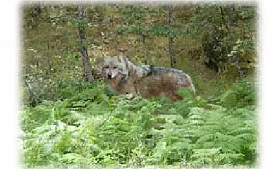 El Atardecer de Sanabria en San Juan de la Cuesta (Zamora) - Foto 4