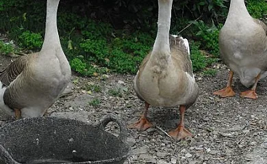 Can Illa en Mollo (Girona) - Foto 4