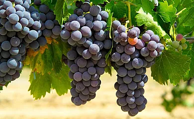 Casa Sanz en Asque (Huesca) - Foto 13