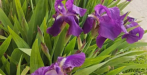 La Perseverancia y Casa de Azúcar 0013