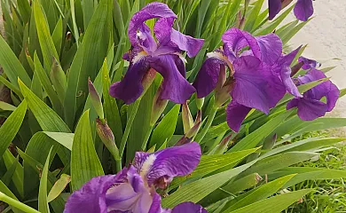 La Perseverancia y Casa de Azúcar en Sepúlveda (Segovia) - Foto 13