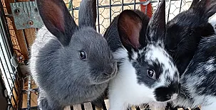 Las Casucas de Villegar 003