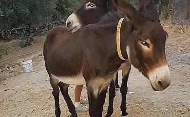 Camino Beturia en Cabeza la Vaca (Badajoz) - Foto 5