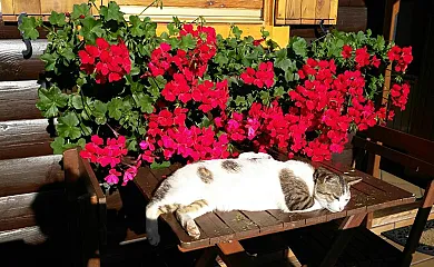 Cabañas de Lires en Cee (A Coruña) - Foto 24