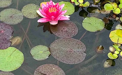 Villa Bimba en Caldas de Reis (Pontevedra) - Foto 15