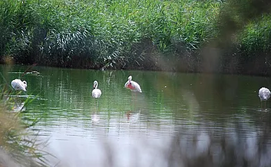 Casa Santa Ana en Miguel Esteban (Toledo) - Foto 17