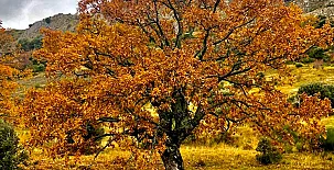 La Venta del Alma 0015