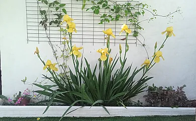 Casas de Almajar en Prado Del Rey (Cádiz) - Foto 17