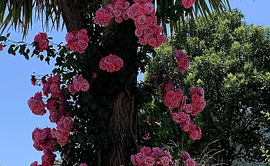 Casas de Almajar en Prado Del Rey (Cádiz) - Foto 19