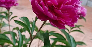 La Casita de La Jara 003