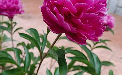 La Casita de La Jara en Alcaudete de la Jara (Toledo) - Foto 3