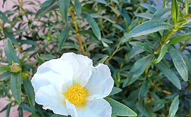 La Casita de La Jara en Alcaudete de la Jara (Toledo) - Foto 19