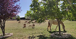 Finca Pura Vida 0047