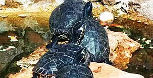 Finca Pura Vida 0051