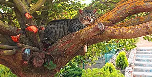 Finca Pura Vida 0057