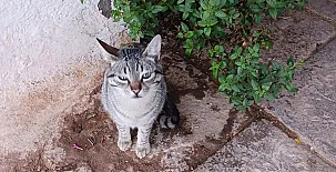 Mas Set Rengs Agroturismo 0015