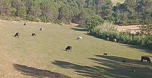 Mas Set Rengs Agroturismo 0019