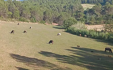 Mas Set Rengs Agroturismo en Sant Salvador de Guardiola (Barcelona) - Foto 19