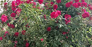 Mas Set Rengs Agroturismo 0024