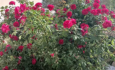 Mas Set Rengs Agroturismo en Sant Salvador de Guardiola (Barcelona) - Foto 24